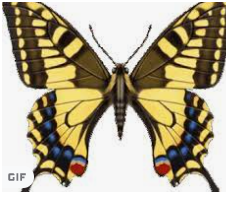 杏耀娱乐,杏耀平台主管